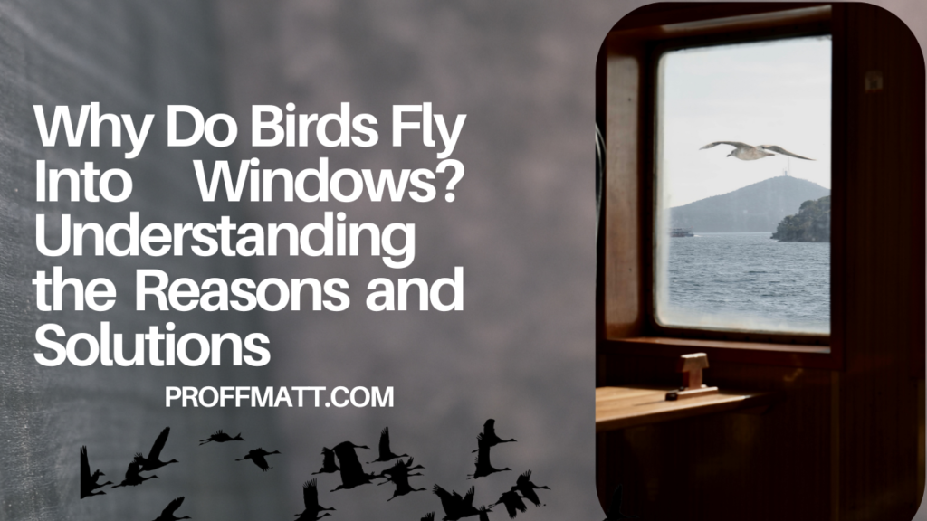Why Do Birds Fly Into Windows? Understanding the Reasons and Solutions