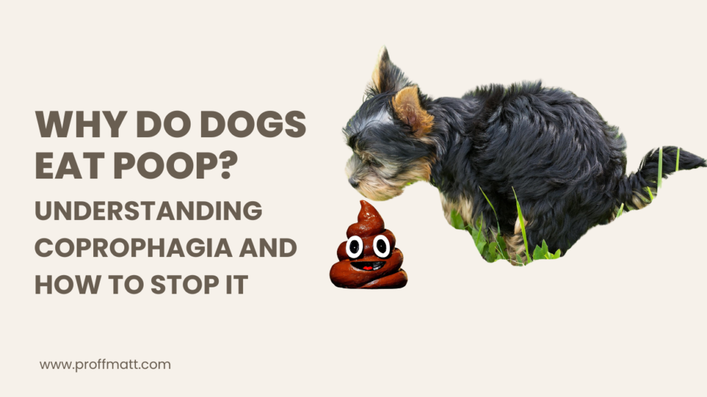 Why Do Dogs Eat Poop? Understanding Coprophagia and How to Stop It