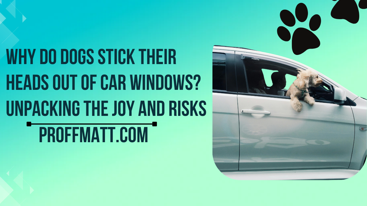 Why Do Dogs Stick Their Heads Out of Car Windows? Unpacking the Joy and Risks