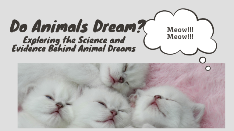 Do Animals Dream? Exploring the Science and Evidence Behind Animal Dreams