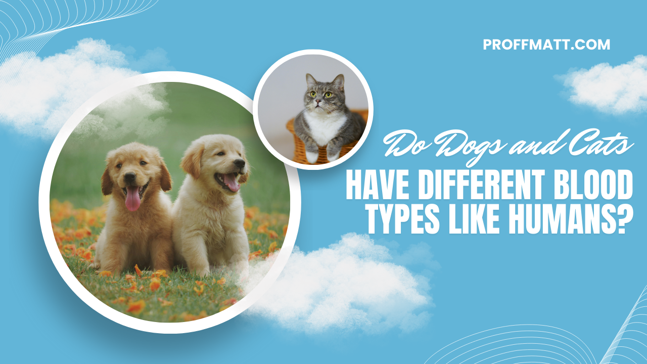 Do Dogs and Cats Have Different Blood Types Like Humans?