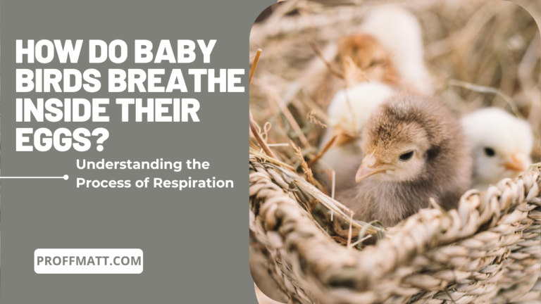 How Do Baby Birds Breathe Inside Their Eggs? Understanding the Process of Respiration