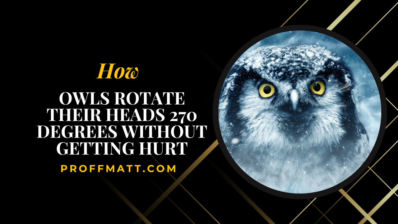 How Owls Rotate Their Heads 270 Degrees Without Getting Hurt