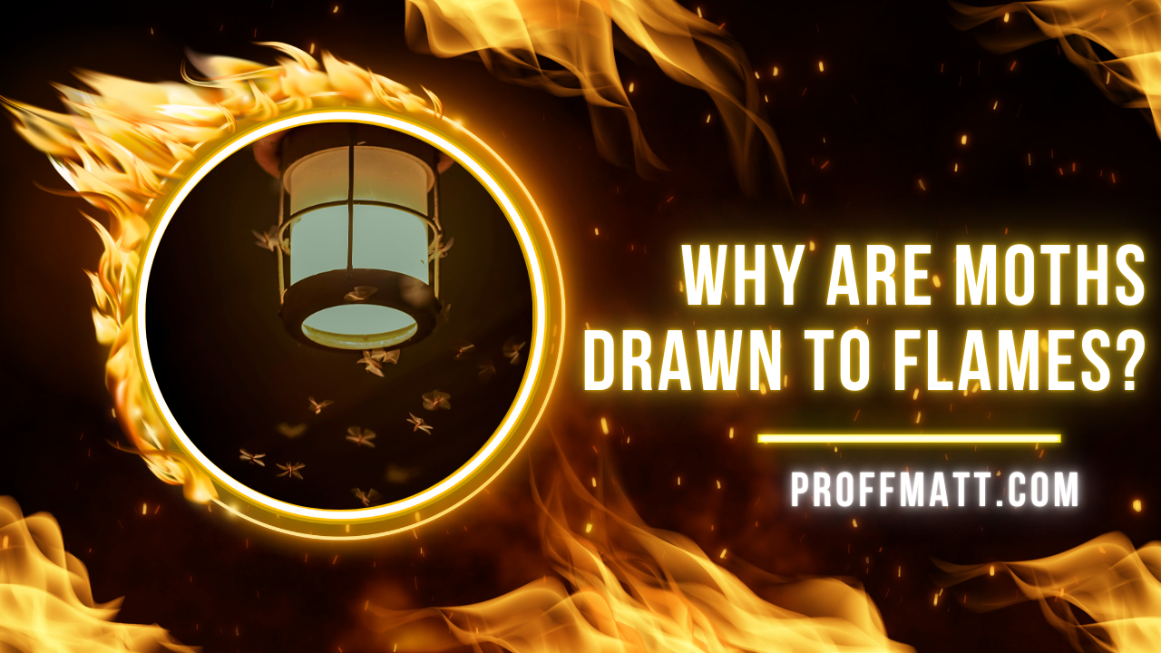 Why Are Moths Drawn to Flames? The Science Behind Their Attraction