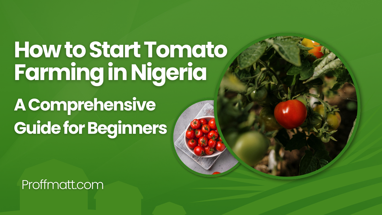 How to Start Tomato Farming in Nigeria: A Comprehensive Guide for Beginners