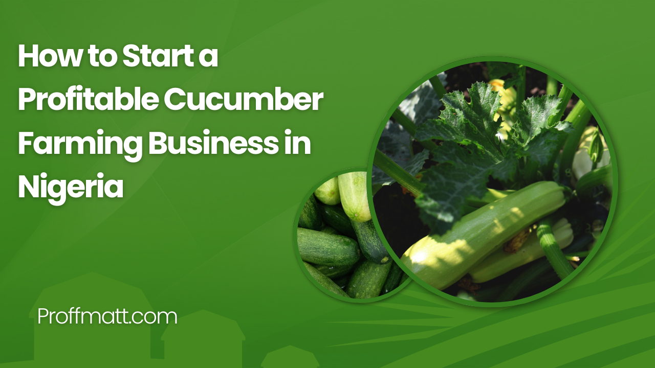 How to Start a Profitable Cucumber Farming Business in Nigeria