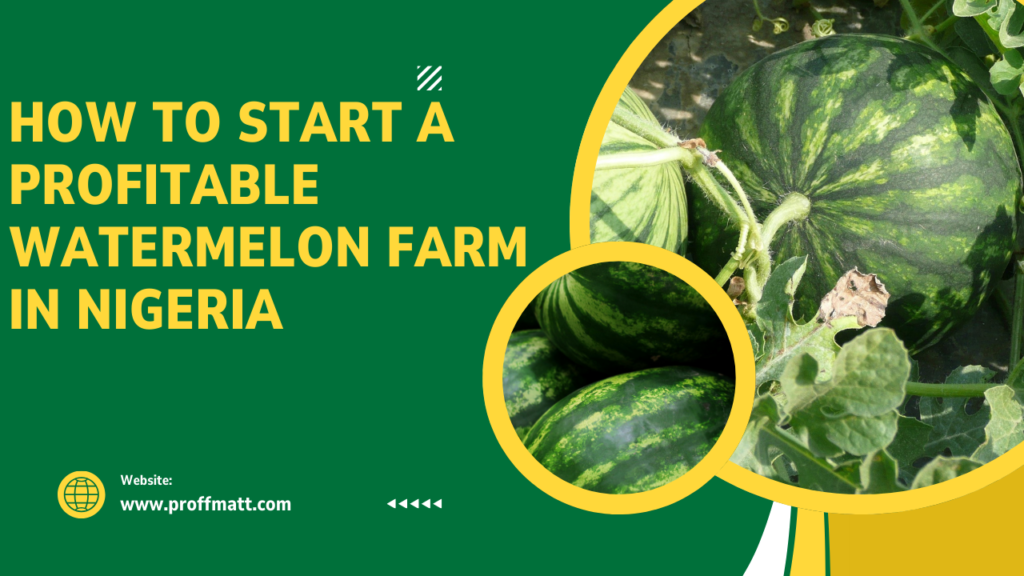 How to Start a Profitable Watermelon Farm in Nigeria: A Complete Guide