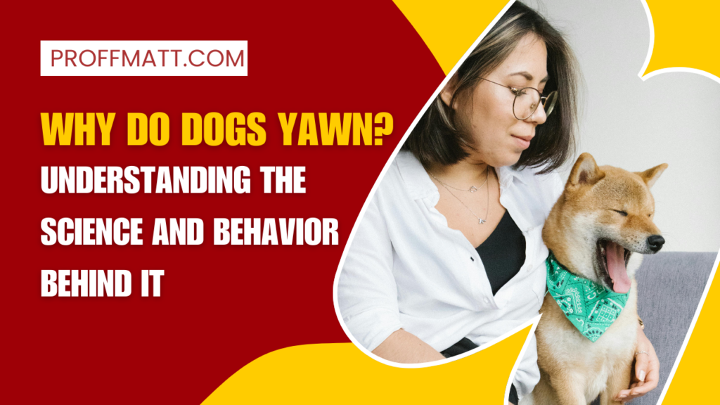 Why Do Dogs Yawn? Understanding the Science and Behavior Behind It