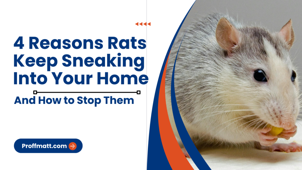 4 Reasons Rats Keep Sneaking Into Your Home (and How to Stop Them)