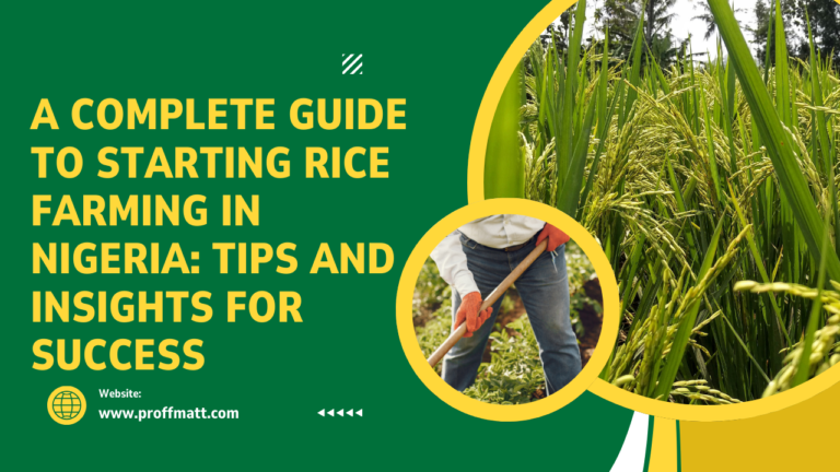 A Complete Guide to Starting Rice Farming in Nigeria: Tips and Insights for Success