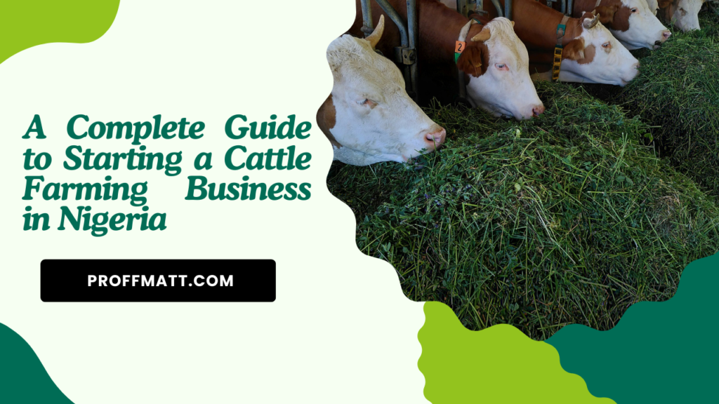 A Complete Guide to Starting a Cattle Farming Business in Nigeria