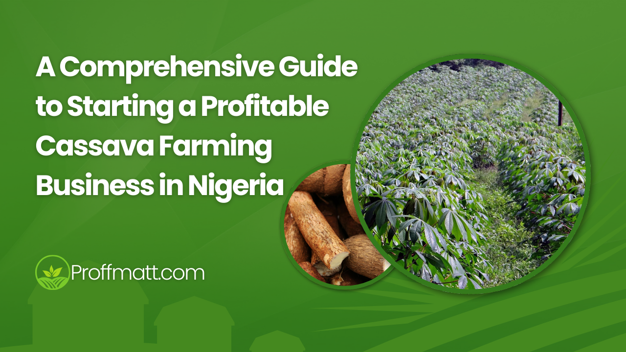 A Comprehensive Guide to Starting a Profitable Cassava Farming Business in Nigeria