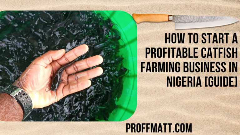 How to Start a Profitable Catfish Farming Business in Nigeria [Guide]