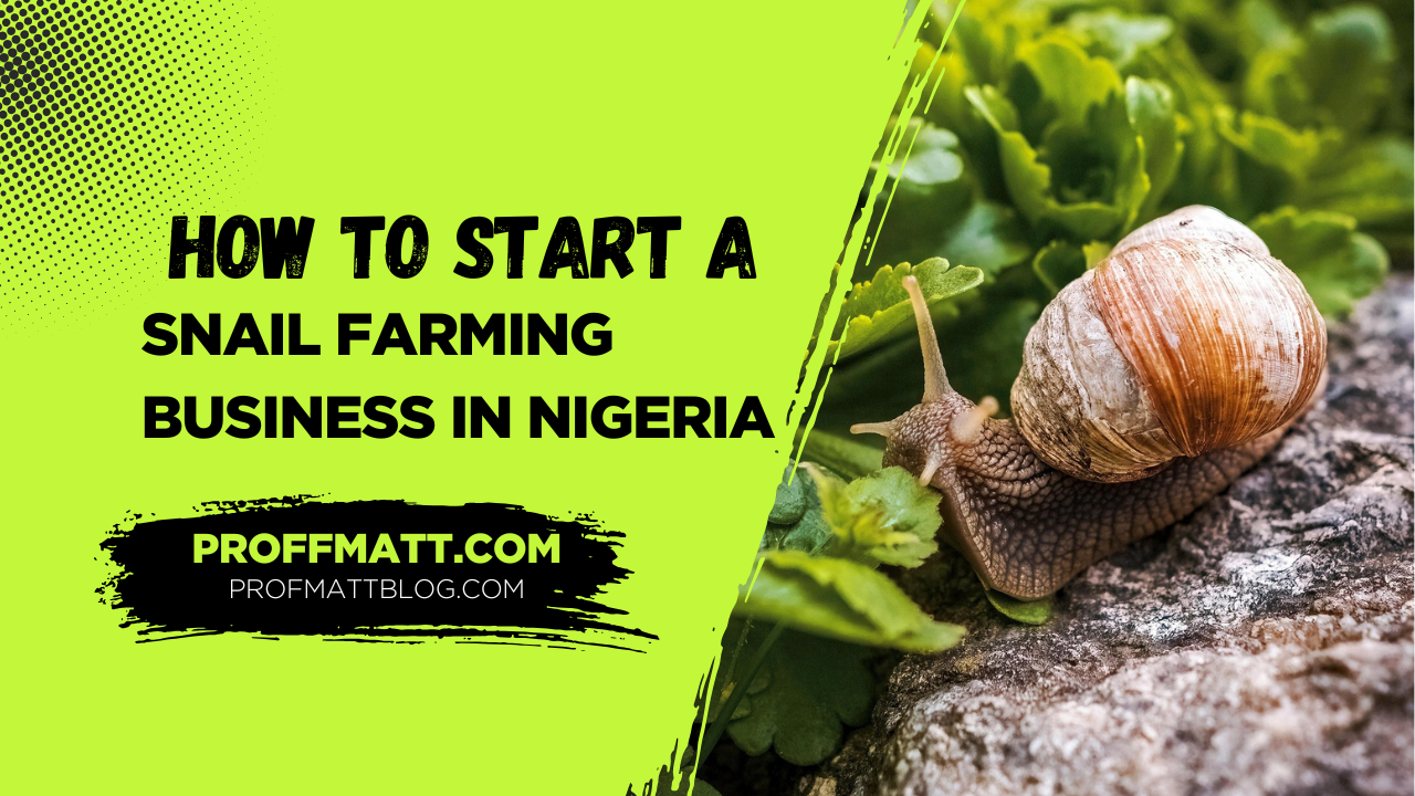 How to Start a Snail Farming Business in Nigeria: A Complete Guide